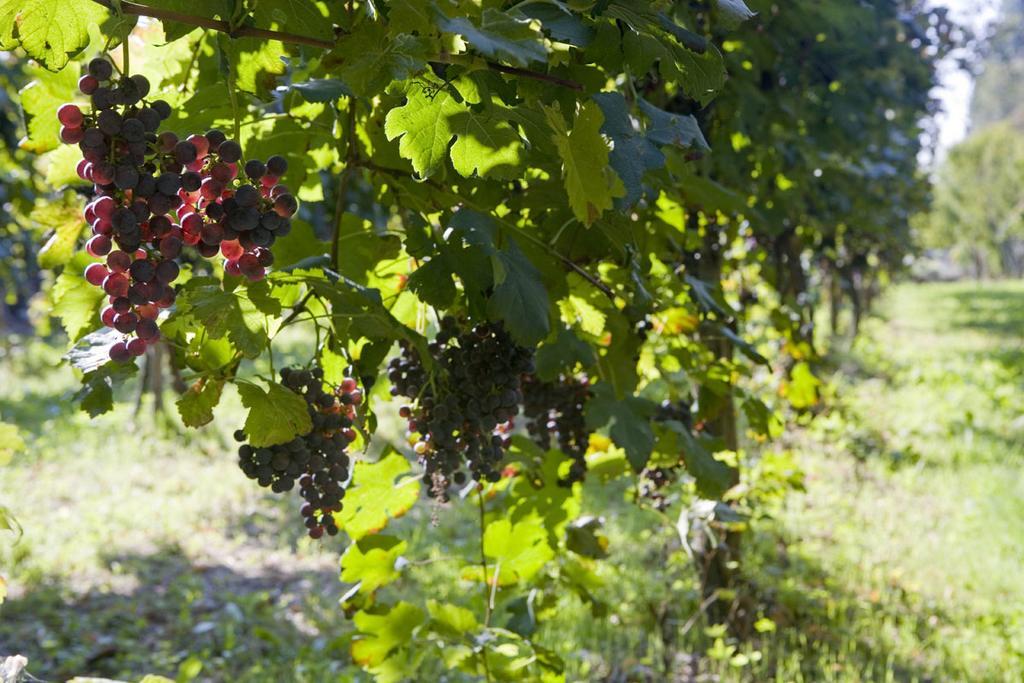 Agriturismo Villa Mocenigo Mirano Eksteriør bilde